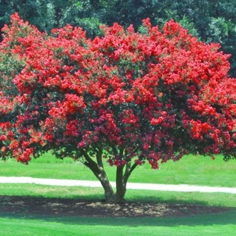 Red Crape Myrtle Plant - Quart Pot Size - Vibrant Red Blooms