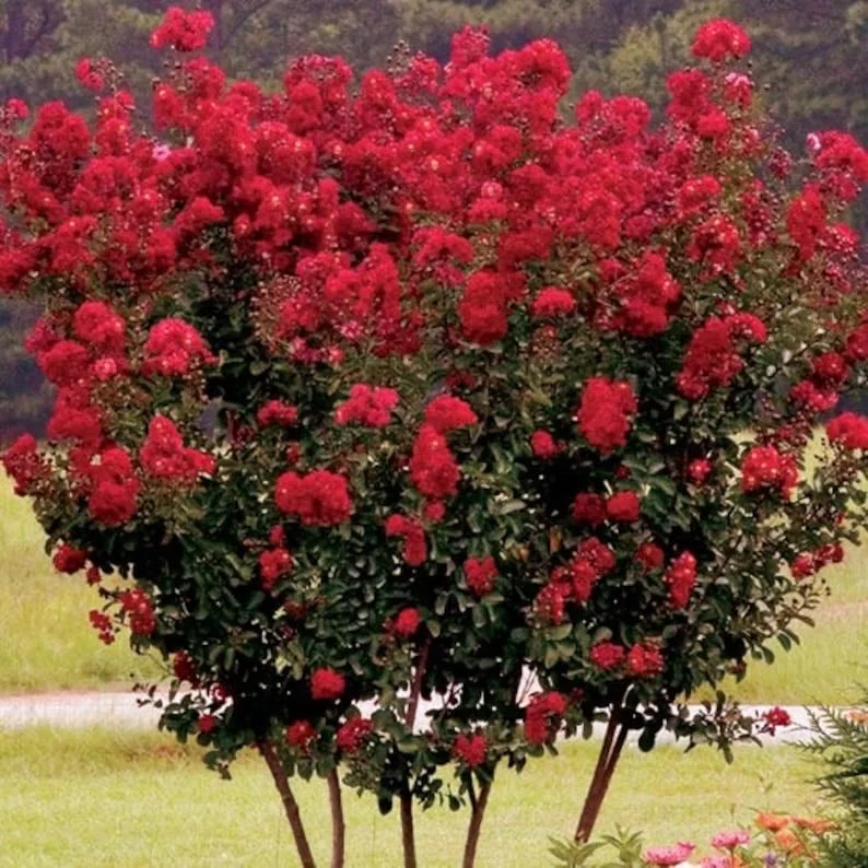 Red Crape Myrtle Plant - Quart Pot Size - Vibrant Red Blooms