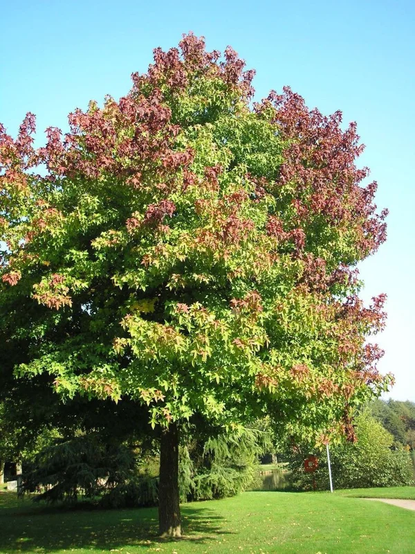 Sweet Gum Tree - Quart Pot - Shade Tree - Ornamental Tree