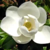 Sweetbay Magnolia Plant - Quart Pot Size - Fragrant White Flowers