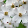 White Flowering Dogwood Plant Quart Pot - Ornamental Tree