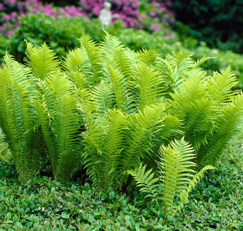 5 TN Ostrich Glade Fern Rhizomes for Planting - Ostrich Fern - Glade Fern - Matteuccia Struthiopteris - Perennial Fern