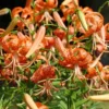 5 Turk's Cap Lily Bulbs for Planting - Lily Superbum - Orange Flowering Plant - Perennial Wildflower