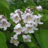 Catalpa Tree Live Plant 12-18" Tall in Quart Pot - Flowering Plant - Ornamental Tree for Outdoor Garden