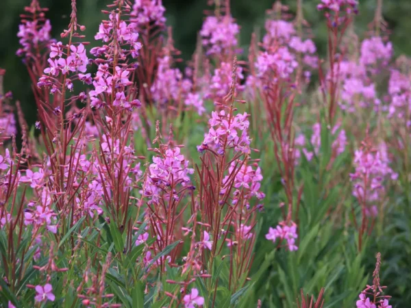 How to Grow Fireweed From Seeds: A Step-by-Step Guide