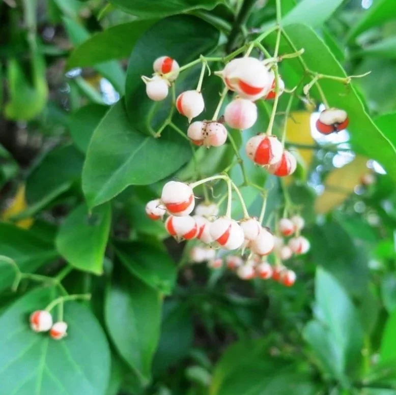 Manhattan Euonymus Live Plant 7-12" Tall in 2.5" Pot - Evergreen Shrub for Outdoor Garden