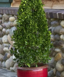 Manhattan Euonymus Live Plant 7-12