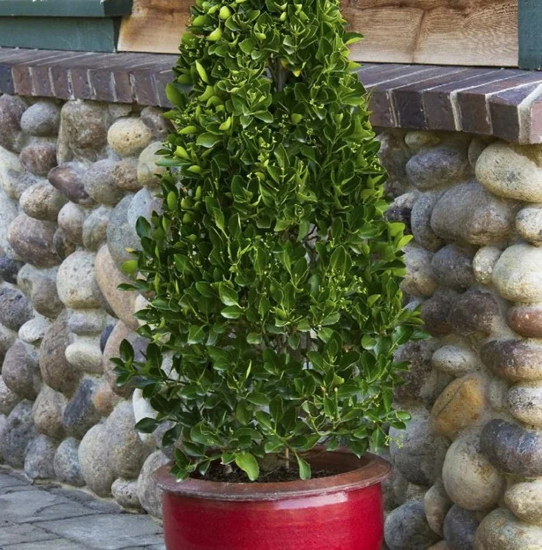 Manhattan Euonymus Live Plant 7-12" Tall in 2.5" Pot - Evergreen Shrub for Outdoor Garden