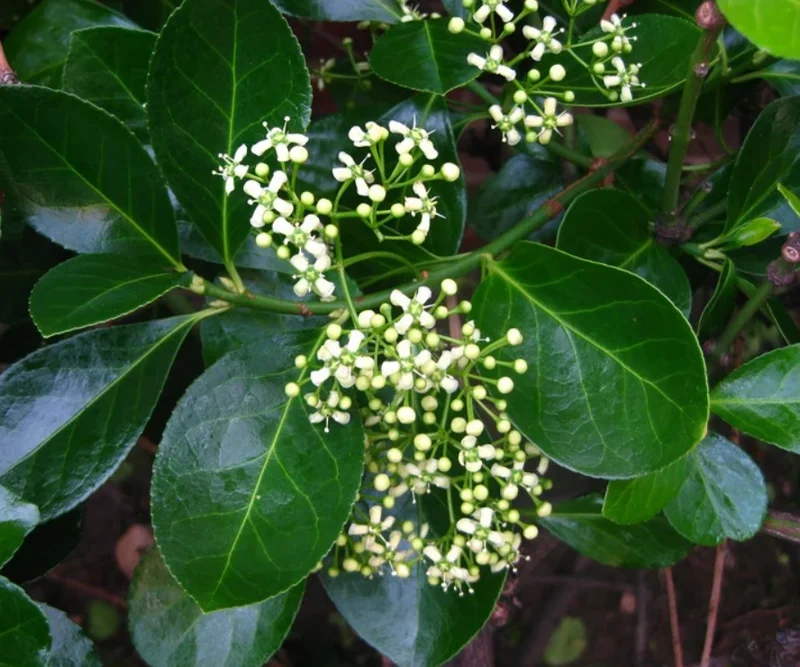 Manhattan Euonymus Live Plant 7-12" Tall in 2.5" Pot - Evergreen Shrub for Outdoor Garden