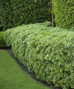 Manhattan Euonymus Live Plant 7-12