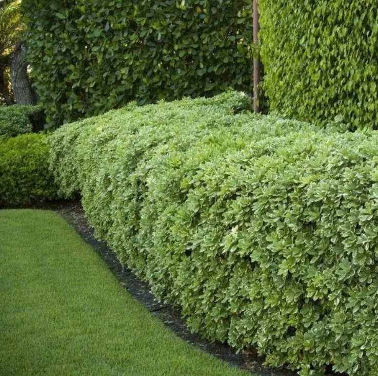 Manhattan Euonymus Live Plant 7-12" Tall in 2.5" Pot - Evergreen Shrub for Outdoor Garden