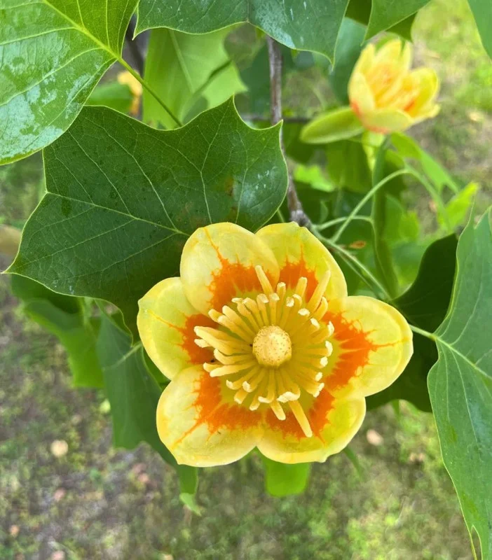 Tulip Tree Live Plant 18-24" Tall in Quart Pot - Liriodendron Tulipifera - Tulip Poplar Tree - Yellow Poplar - Ornamental Tree for Outdoor Garden