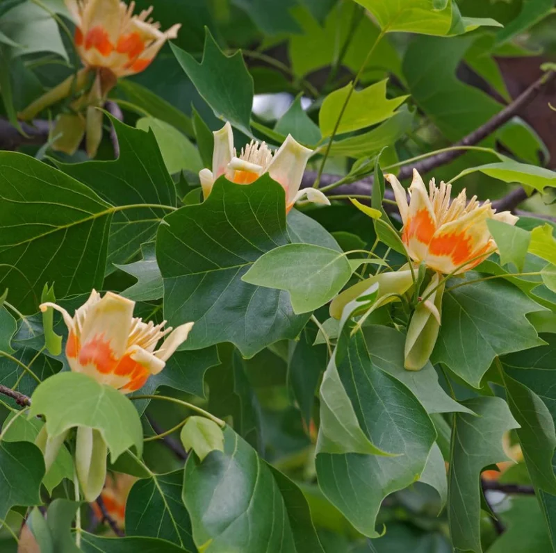 Tulip Tree Live Plant 18-24" Tall in Quart Pot - Liriodendron Tulipifera - Tulip Poplar Tree - Yellow Poplar - Ornamental Tree for Outdoor Garden