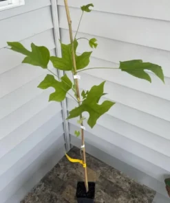 Tulip Tree Live Plant 18-24