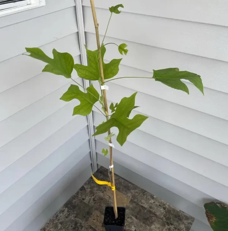 Tulip Tree Live Plant 18-24" Tall in Quart Pot - Liriodendron Tulipifera - Tulip Poplar Tree - Yellow Poplar - Ornamental Tree for Outdoor Garden