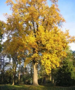 Tulip Tree Live Plant 18-24