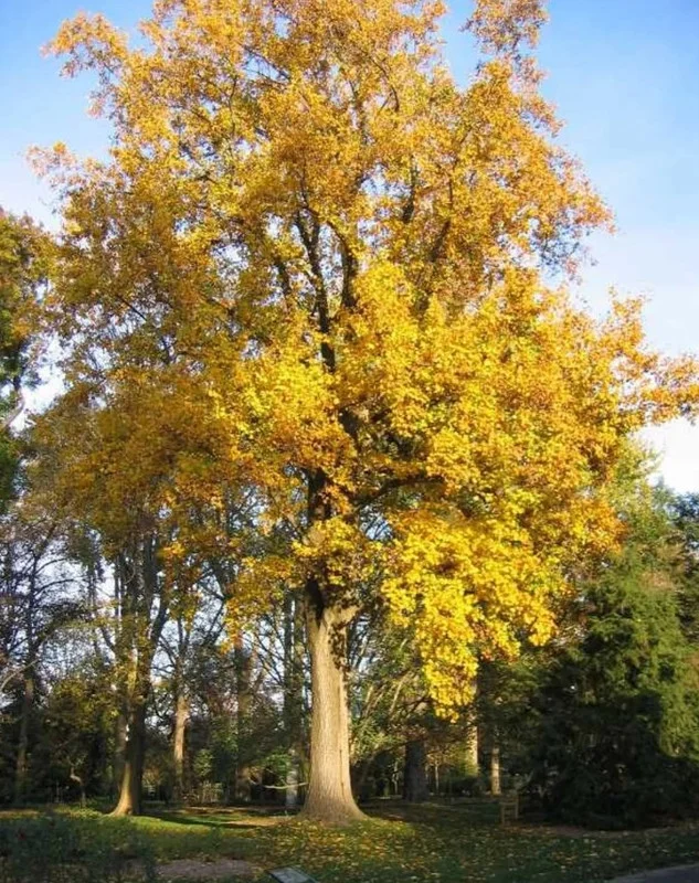 Tulip Tree Live Plant 18-24" Tall in Quart Pot - Liriodendron Tulipifera - Tulip Poplar Tree - Yellow Poplar - Ornamental Tree for Outdoor Garden