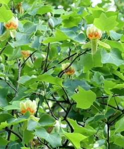Tulip Tree Live Plant 18-24