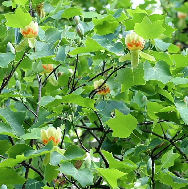 Tulip Tree Live Plant 18-24" Tall in Quart Pot - Liriodendron Tulipifera - Tulip Poplar Tree - Yellow Poplar - Ornamental Tree for Outdoor Garden