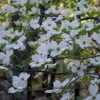 White Dogwood Live Plant 7-12" Tall in 4" Pot - Cornus Florida - Flowering Dogwood - White Flower Tree - Ornamental Plant for Outdoor Garden