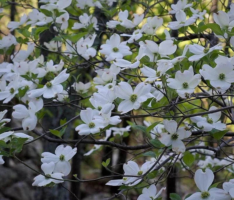 White Dogwood Live Plant 7-12" Tall in 4" Pot - Cornus Florida - Flowering Dogwood - White Flower Tree - Ornamental Plant for Outdoor Garden