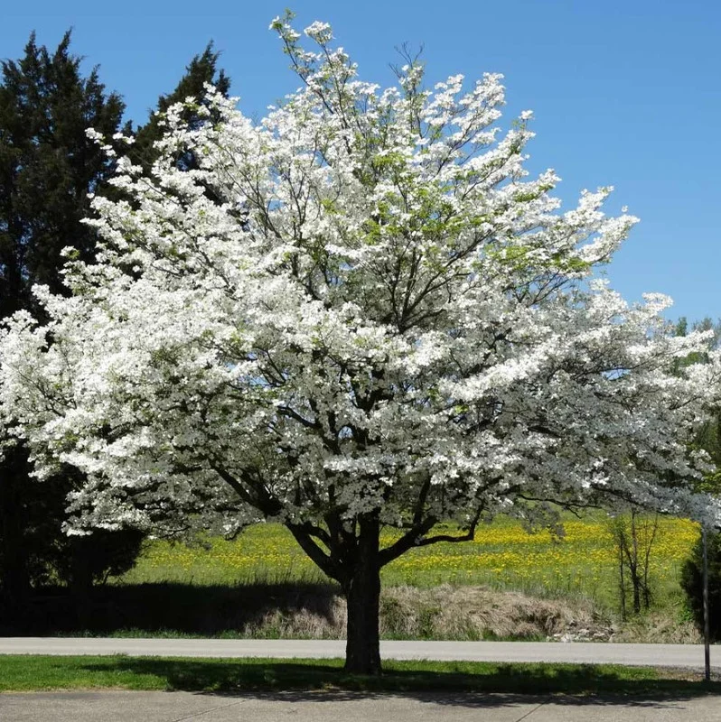 White Dogwood Live Plant 7-12" Tall in 4" Pot - Cornus Florida - Flowering Dogwood - White Flower Tree - Ornamental Plant for Outdoor Garden