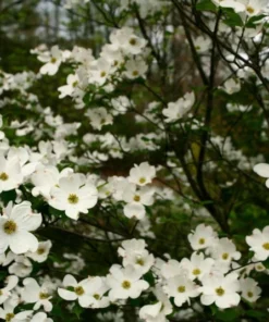 White Dogwood Live Plant 7-12