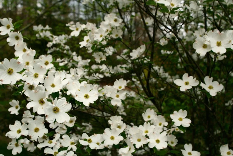 White Dogwood Live Plant 7-12" Tall in 4" Pot - Cornus Florida - Flowering Dogwood - White Flower Tree - Ornamental Plant for Outdoor Garden