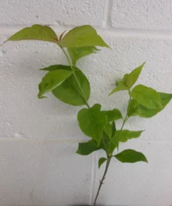 White Dogwood Live Plant 7-12