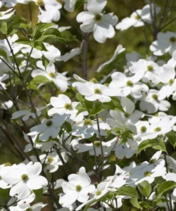 White Dogwood Live Plant 7-12