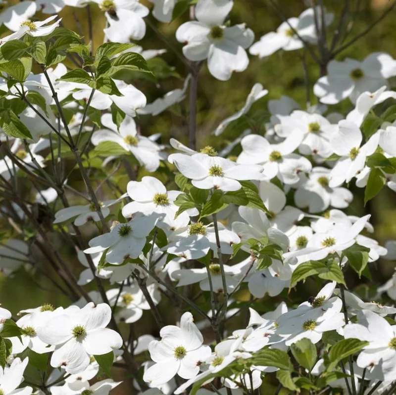 White Dogwood Live Plant 7-12" Tall in 4" Pot - Cornus Florida - Flowering Dogwood - White Flower Tree - Ornamental Plant for Outdoor Garden