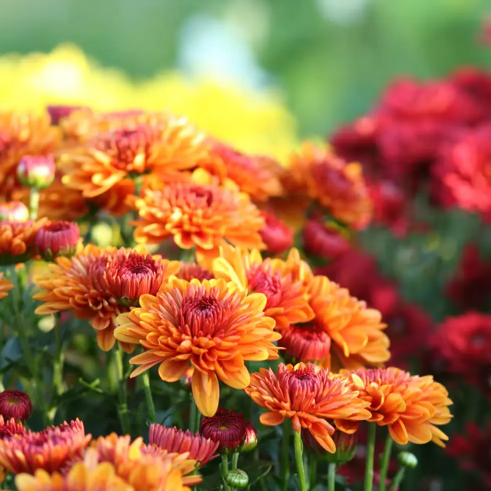 fall garden - hero banner best garden seed