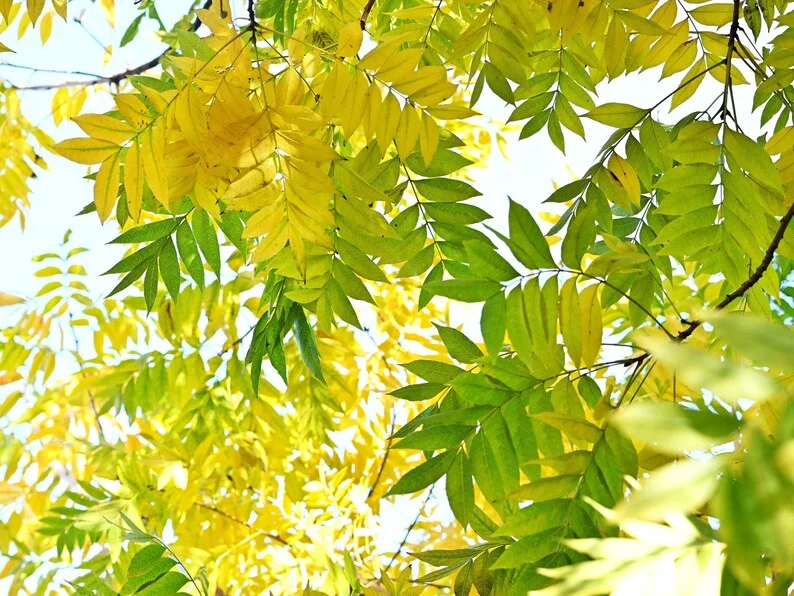 Chinese Pistache Seedling Trees - Set of 2 - 1-2ft Tall