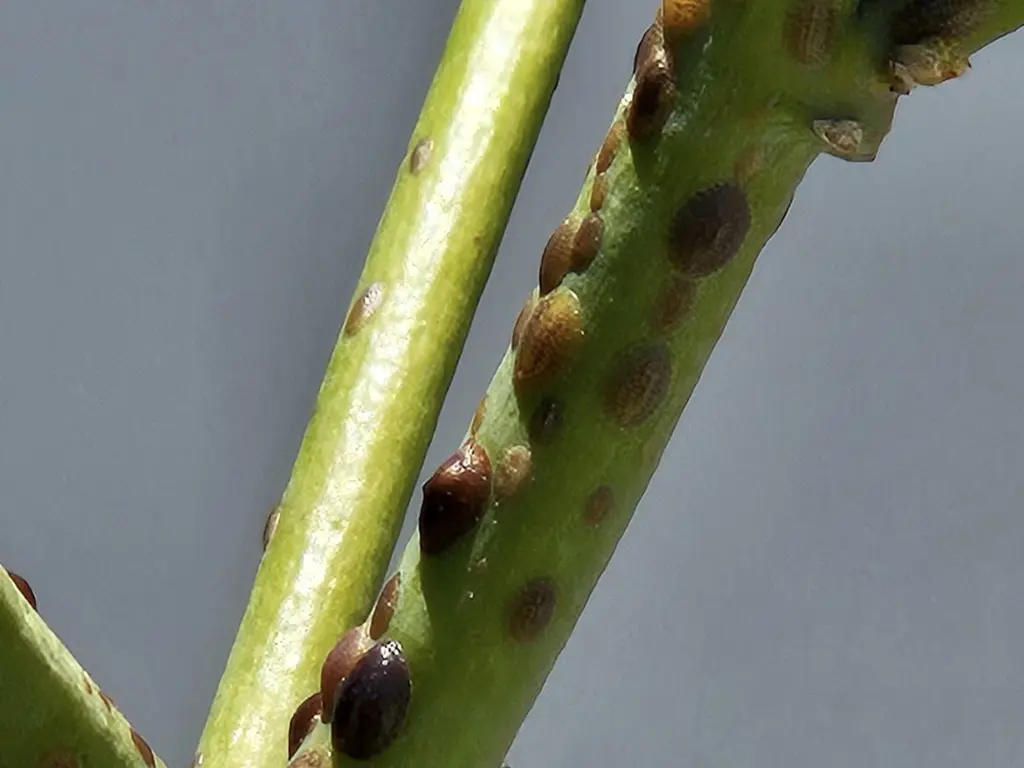Protect Your Abutilon Orange Tiger: Essential Guide to Common Diseases & Pests