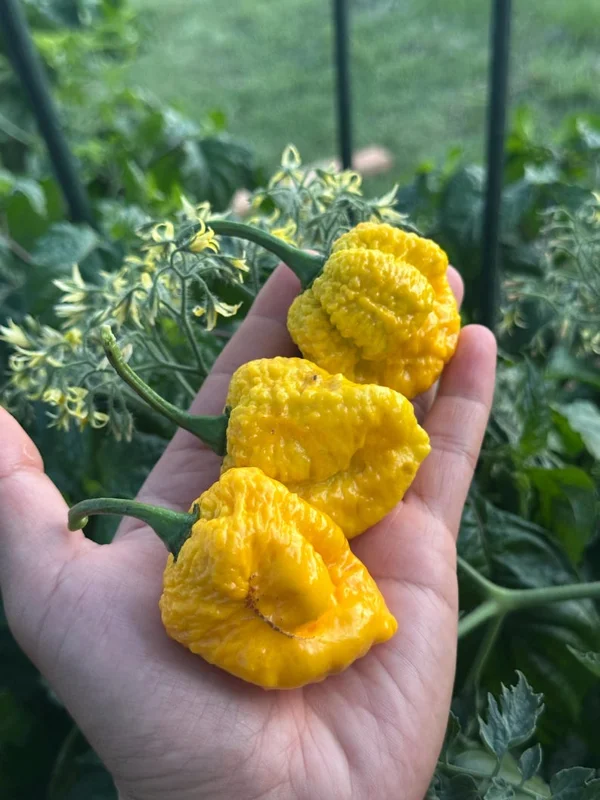 7 Pot Yellow Pepper Seeds - Hot Pepper Seeds - Heirloom Variety