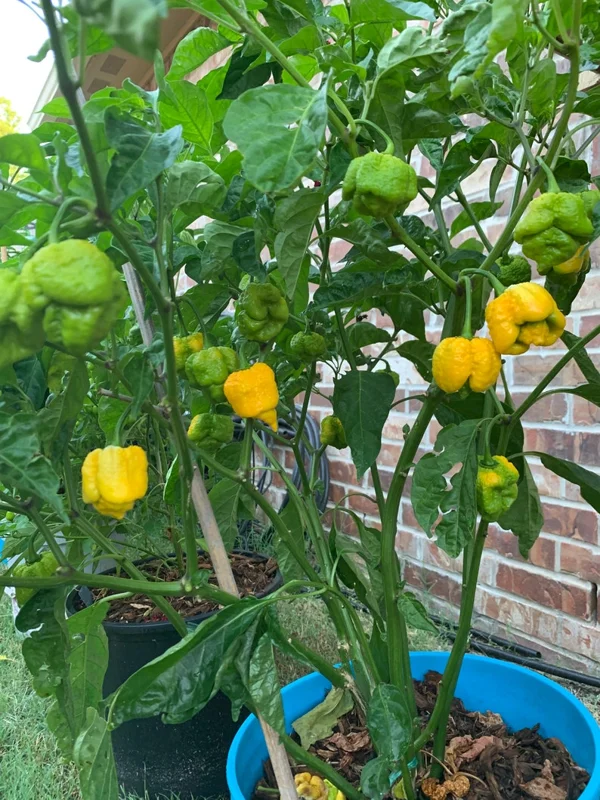 7 Pot Yellow Pepper Seeds - Hot Pepper Seeds - Heirloom Variety