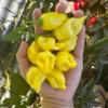 Aji Lemon Ball Pepper Seeds - Heirloom Variety - 10+ Seeds