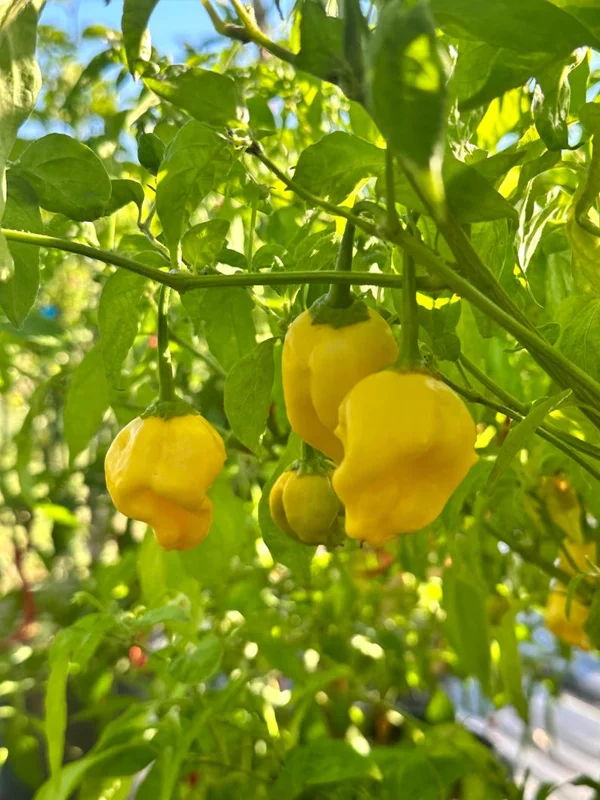 Aji Lemon Ball Pepper Seeds - Heirloom Variety - 10+ Seeds