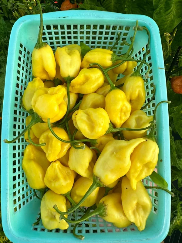 Aji Lemon Ball Pepper Seeds - Heirloom Variety - 10+ Seeds