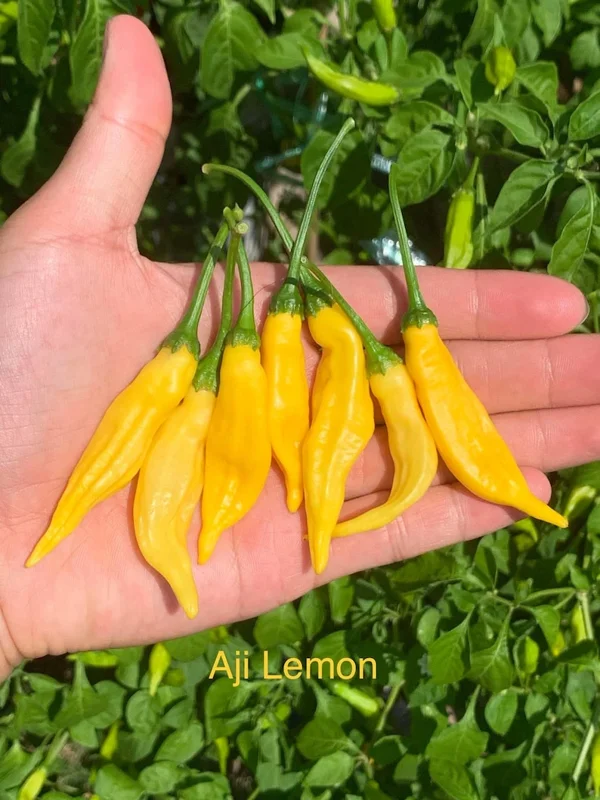 Aji Lemon Drop Pepper Seeds - Heirloom Variety for Spicy Gardens