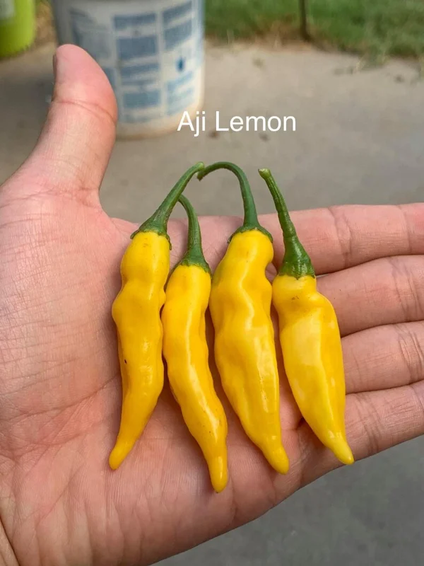 Aji Lemon Drop Pepper Seeds - Heirloom Variety for Spicy Gardens