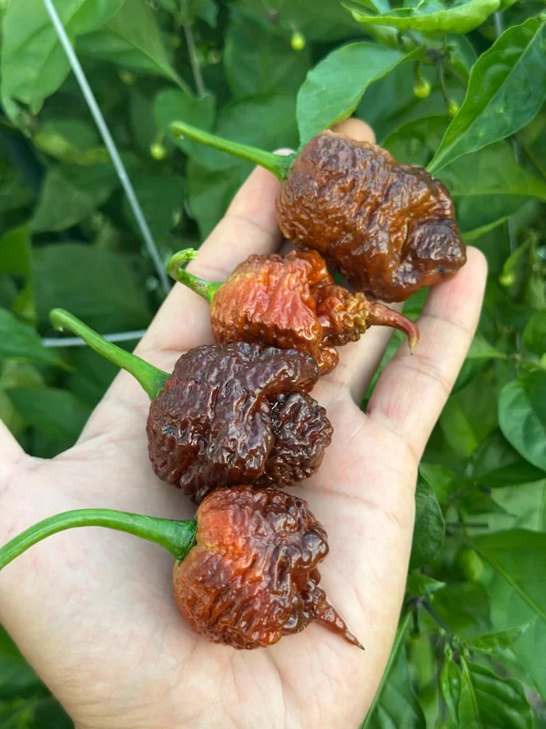 Amnesia Pepper Seeds - Superhot Variety