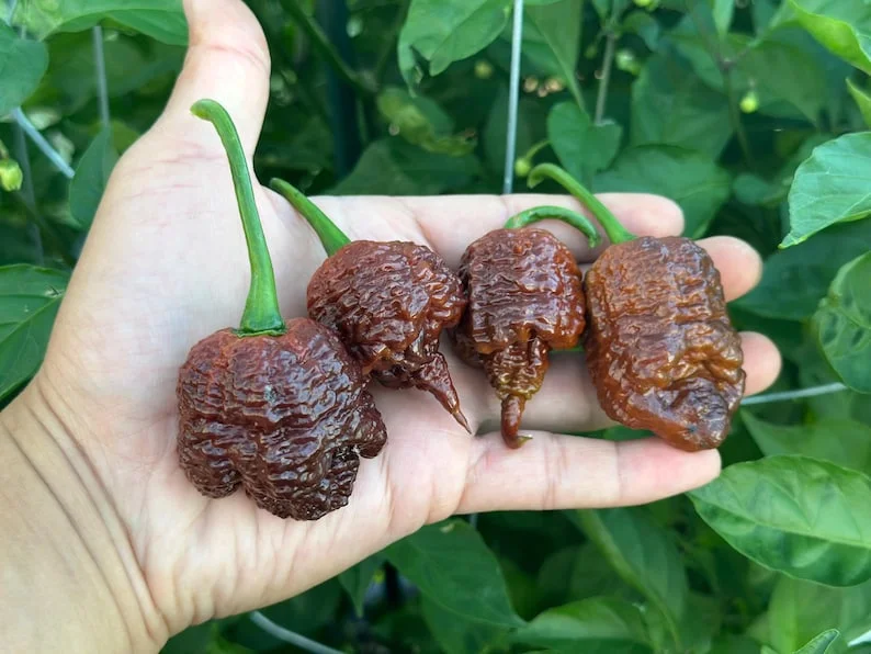 Amnesia Pepper Seeds - Superhot Variety