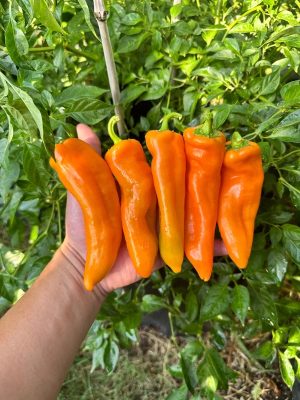 Ancient Sweet Orange Pepper Seeds Sweet Frying Variety