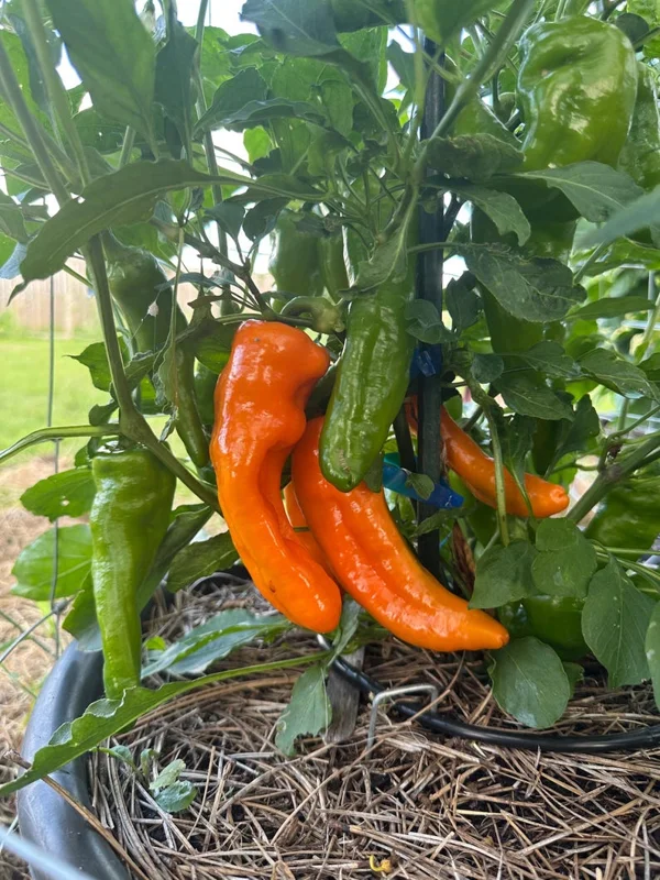 Ancient Sweet Orange Pepper Seeds Sweet Frying Variety