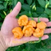 Bahamian Goat Pepper Seeds - Heirloom Variety