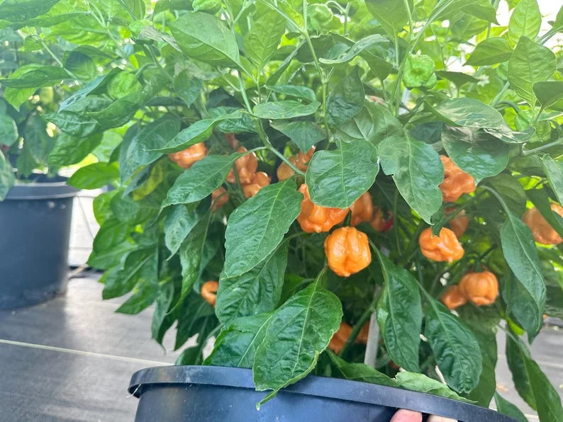 Bahamian Goat Pepper Seeds - Heirloom Variety