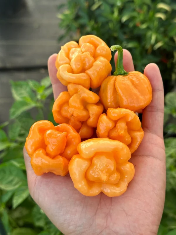 Bahamian Goat Pepper Seeds - Heirloom Variety