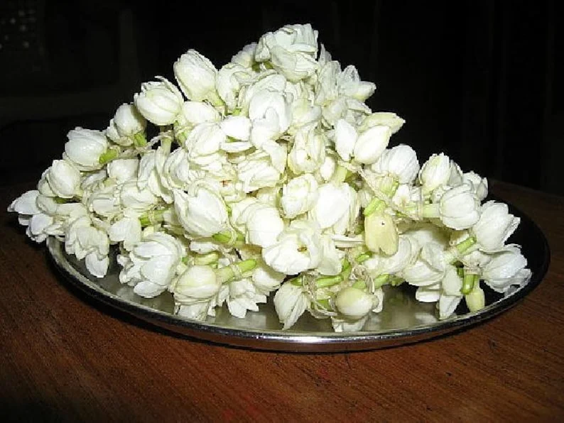 Belle of India Arabian Tea Jasmine Plant - Sambac - 4 Inch Pot - Fragrant Blooms