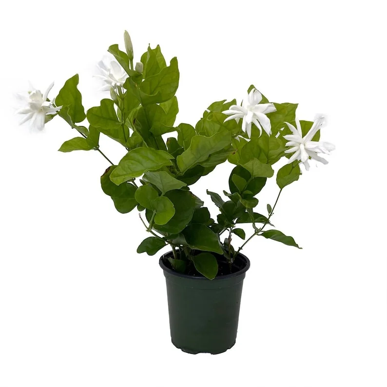 Belle of India Arabian Tea Jasmine Plant - Sambac - 4 Inch Pot - Fragrant Blooms